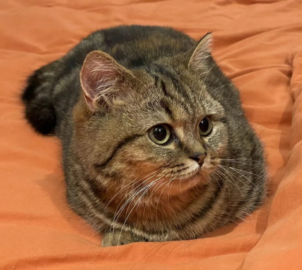 喵：好啦！會記住噠