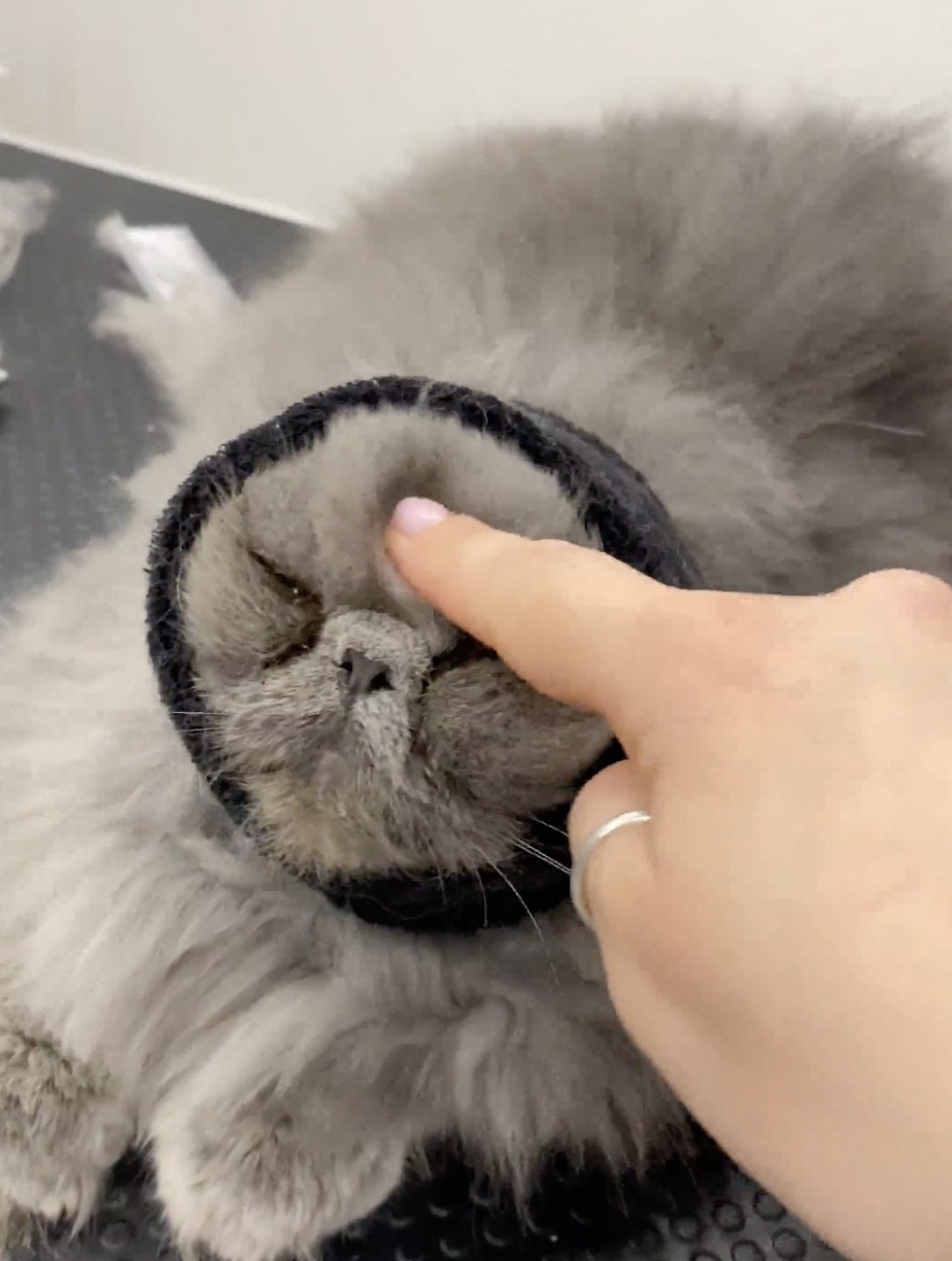 喵：你別玩了，快給朕解開啦