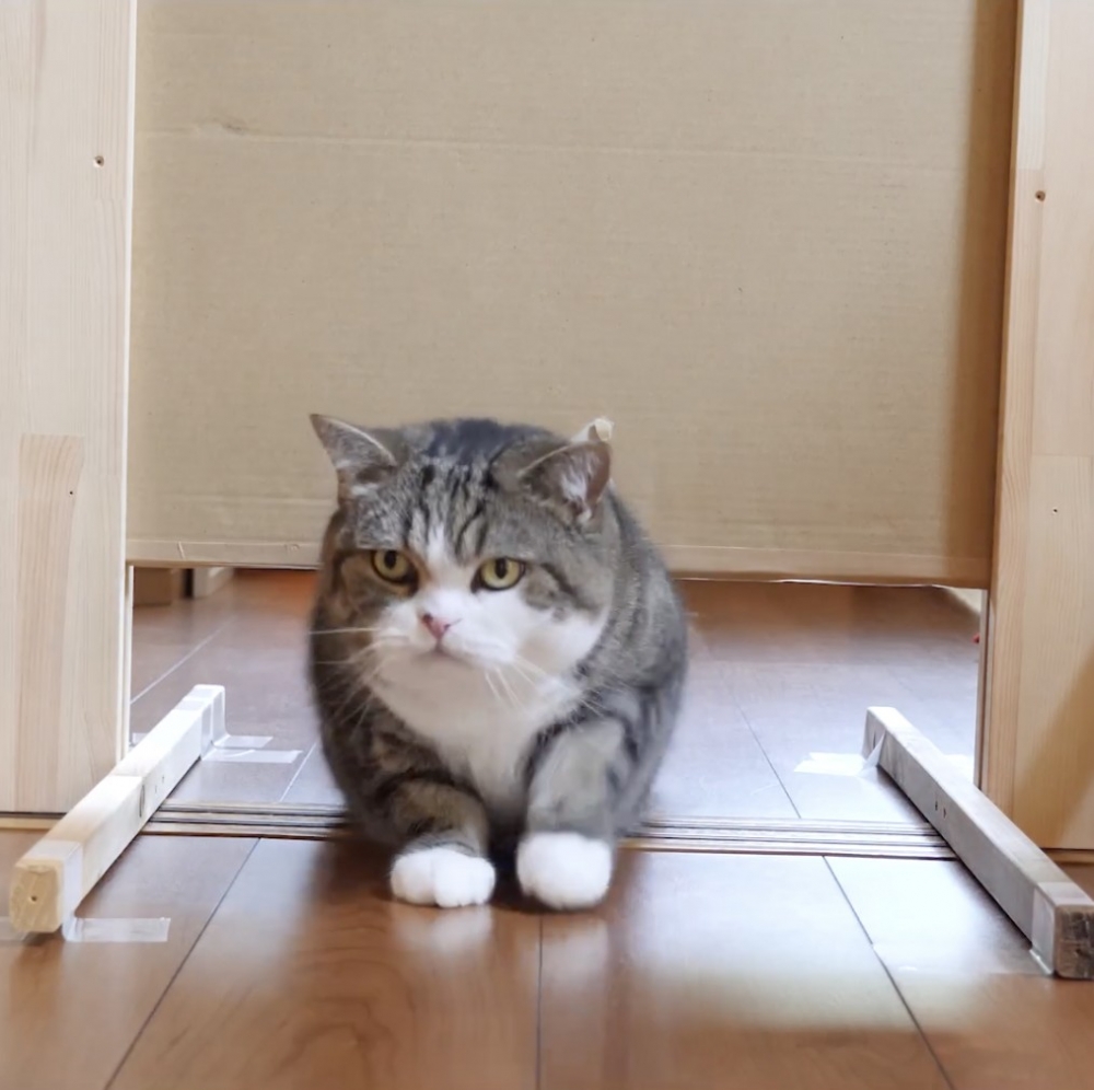 喵：這有什麼難的