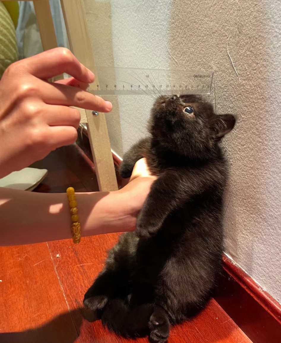 奴才:現在不是玩的時候啦