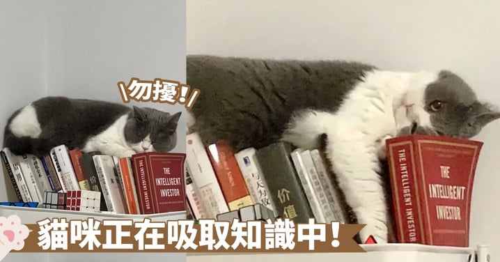 多跟書本靠近能不能增加知識呢？書架上「懶人攤」的貓咪好像知道自己這樣很可愛捏～