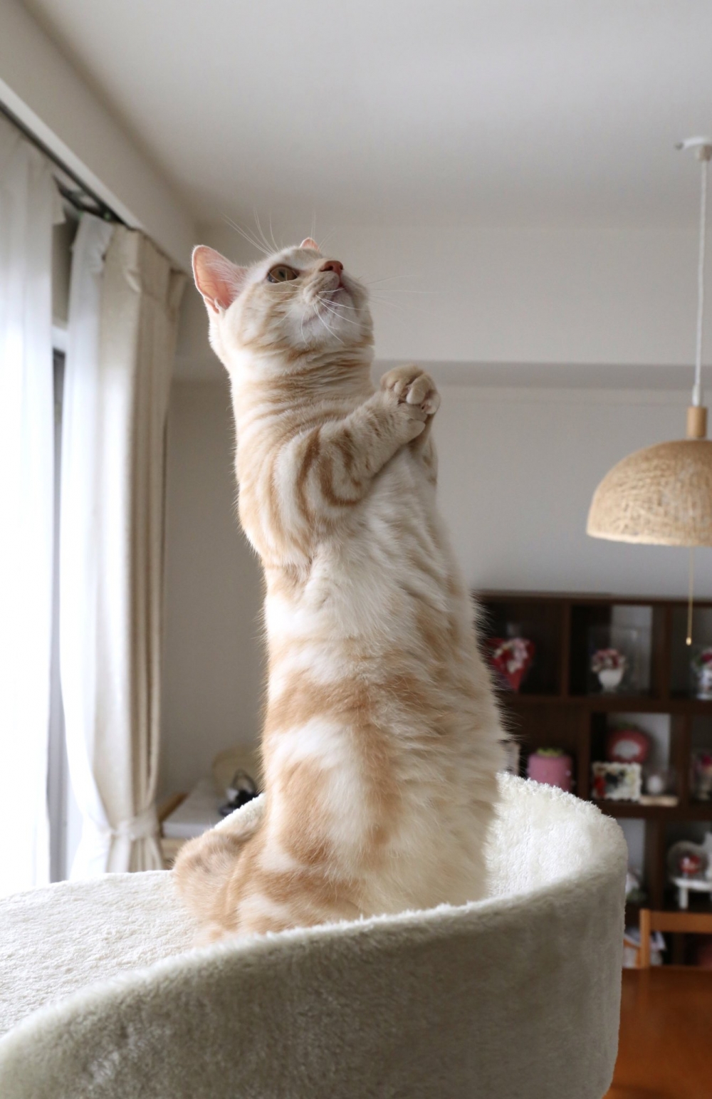 奴才：老天爺肯定會幫你實現的～