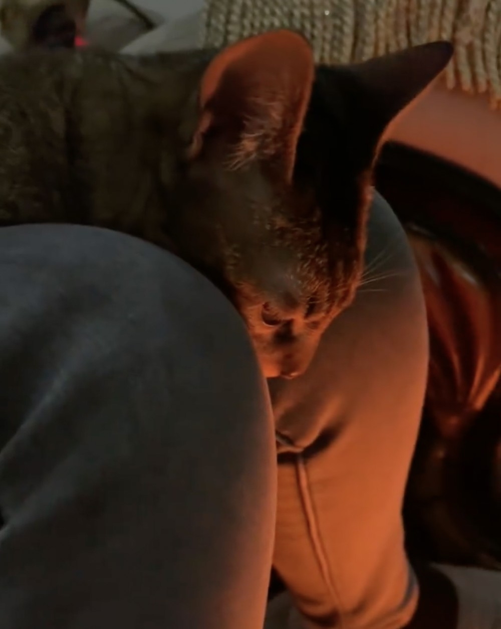 奴才:你還真的是夠舒服的