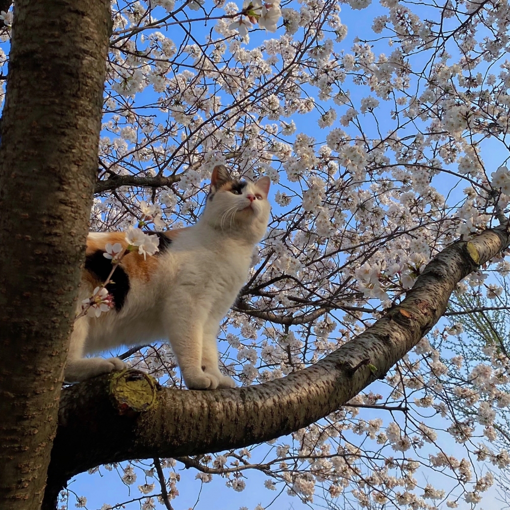 奴才：這都被你想到了