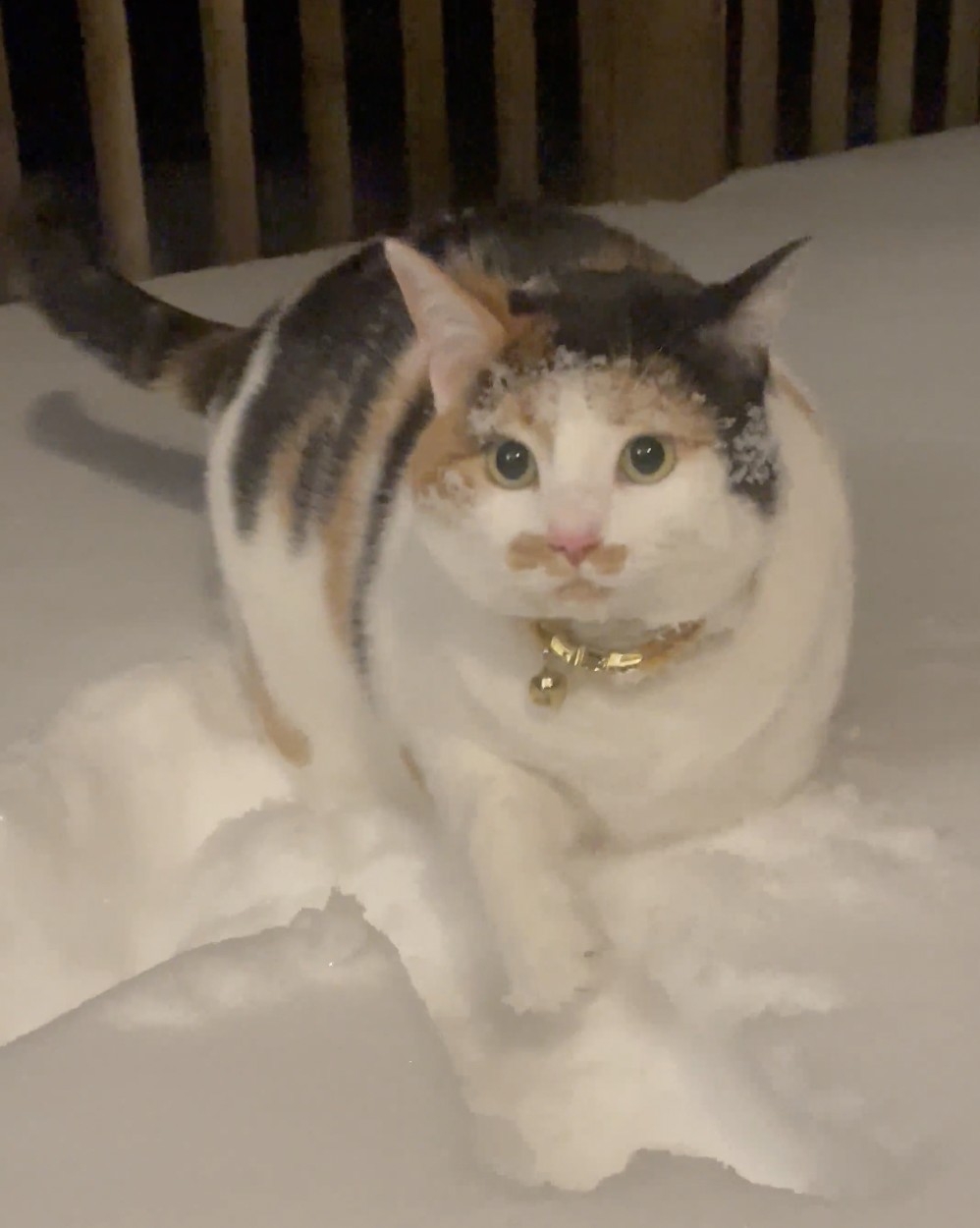 奴才：你誤會了啦