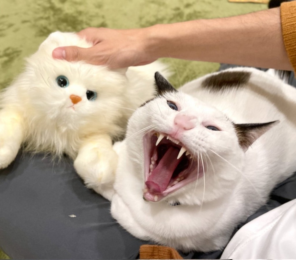 奴才：你就表現得在意一點不行嗎？