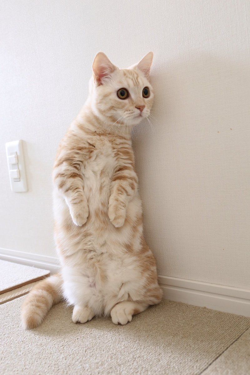 奴才：你真的好善良啊！