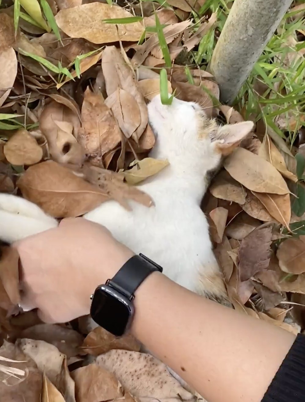 喵：別胡思亂想，朕一點事都沒有