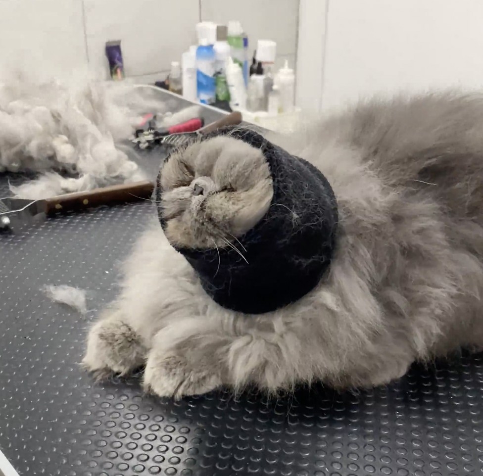 奴才：好啦！我加快梳毛的速度了