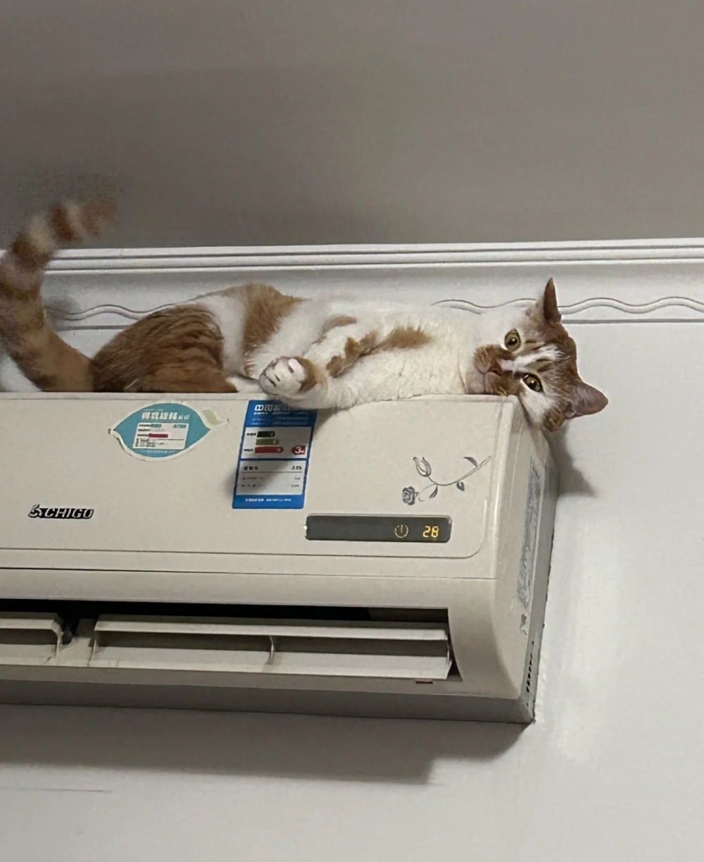 奴才：怎麼不說是你自己貪玩