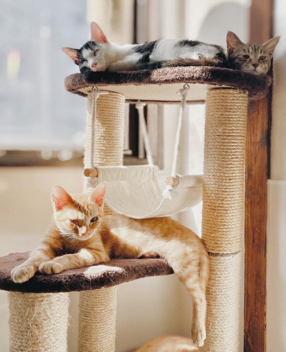 ANELLA CAFE新宿店