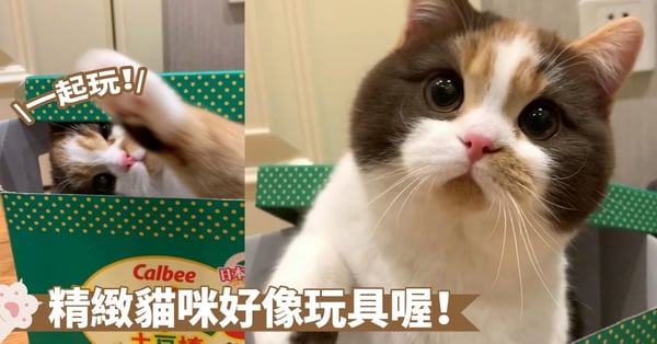 您的禮物已送達！請注意查收～禮盒裡面有一隻玩具般的貓咪，長得好精緻啊！