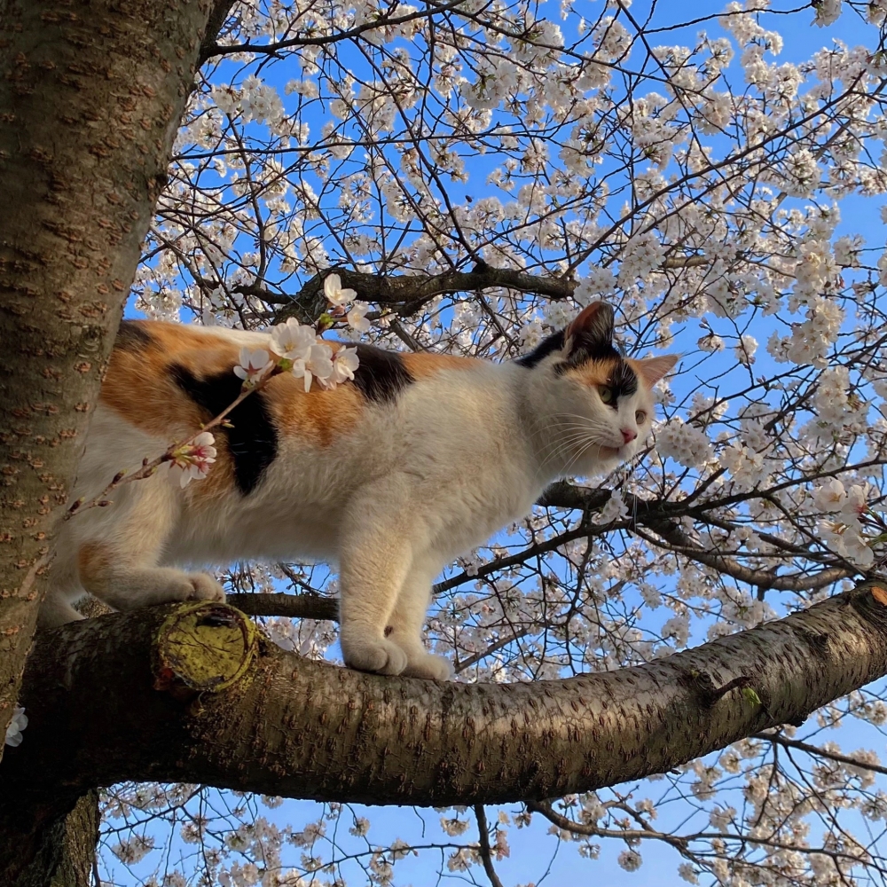 喵：當然，朕有偷偷練過了