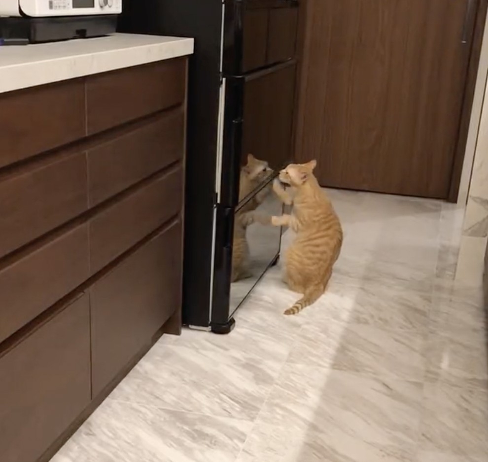 奴才：你別想了，打不開噠