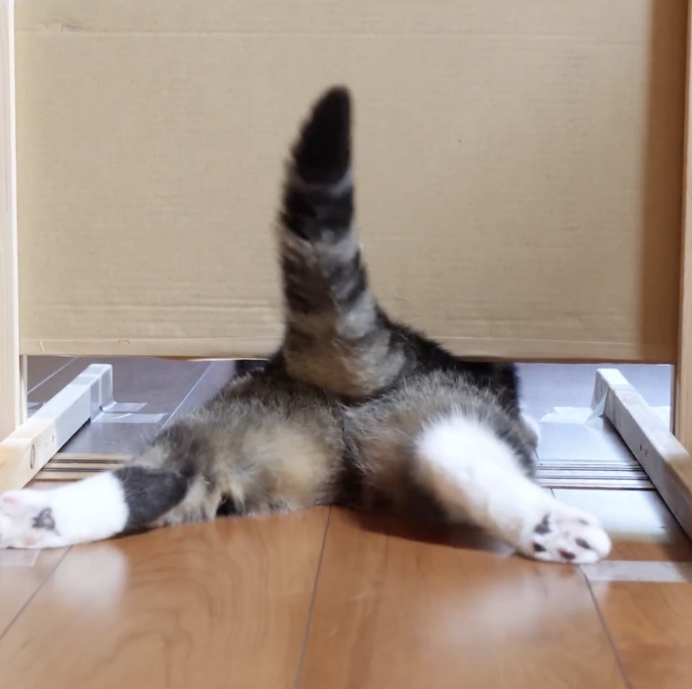 喵：還可以，朕這不就過去了