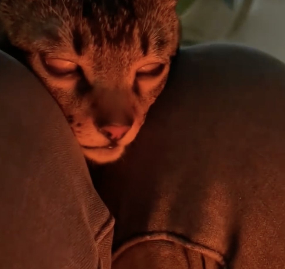 喵:奴才想多了!