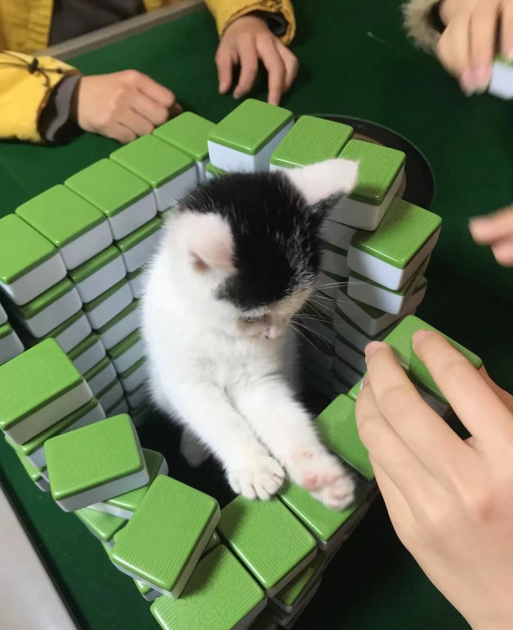 奴才:你還當起了指揮官啊