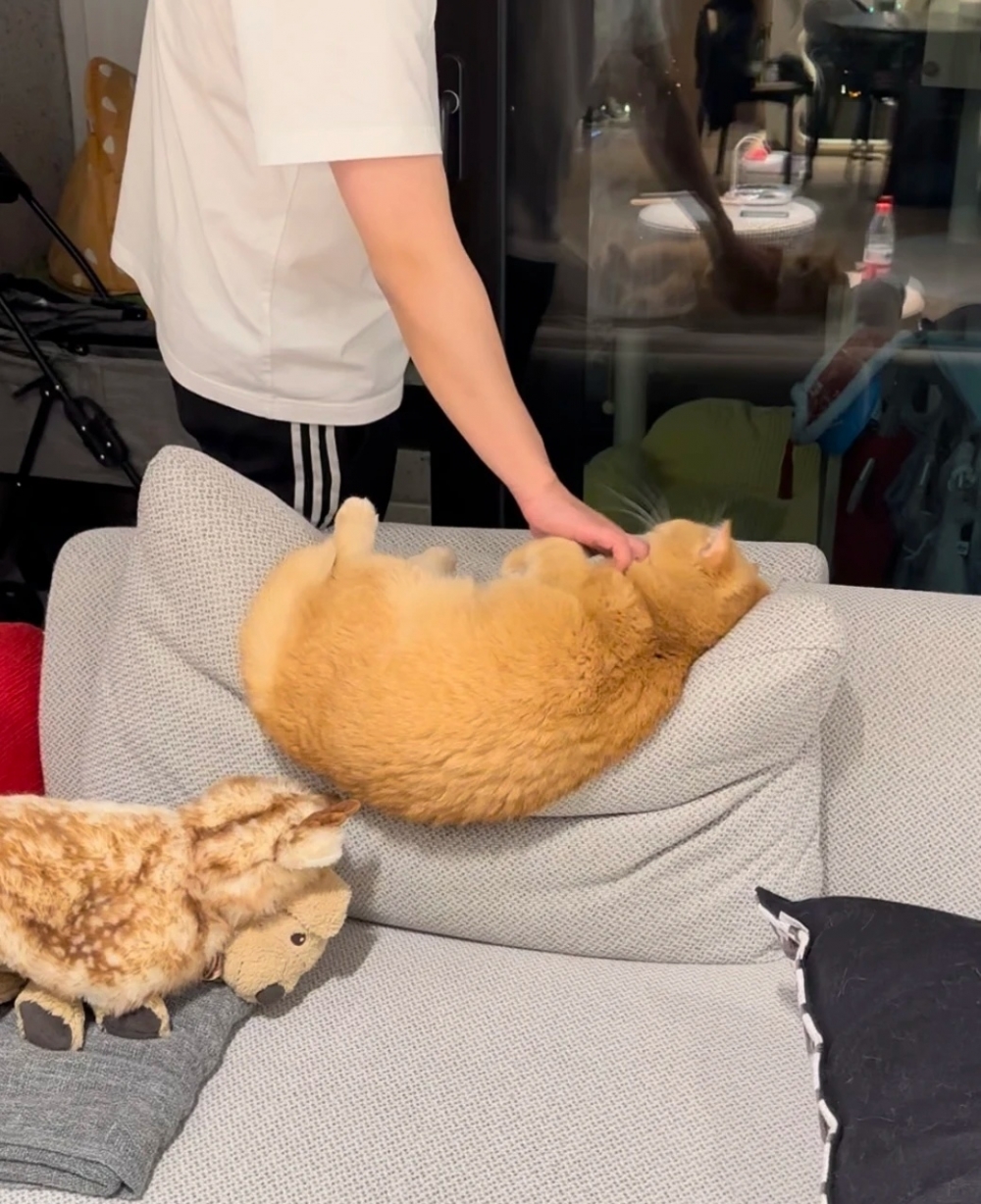 奴才：那麼多肉肉，看了就想擼一擼囉