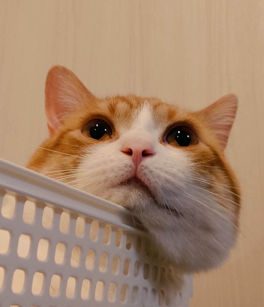 奴才:你不覺得你的臉真的很像嗎?