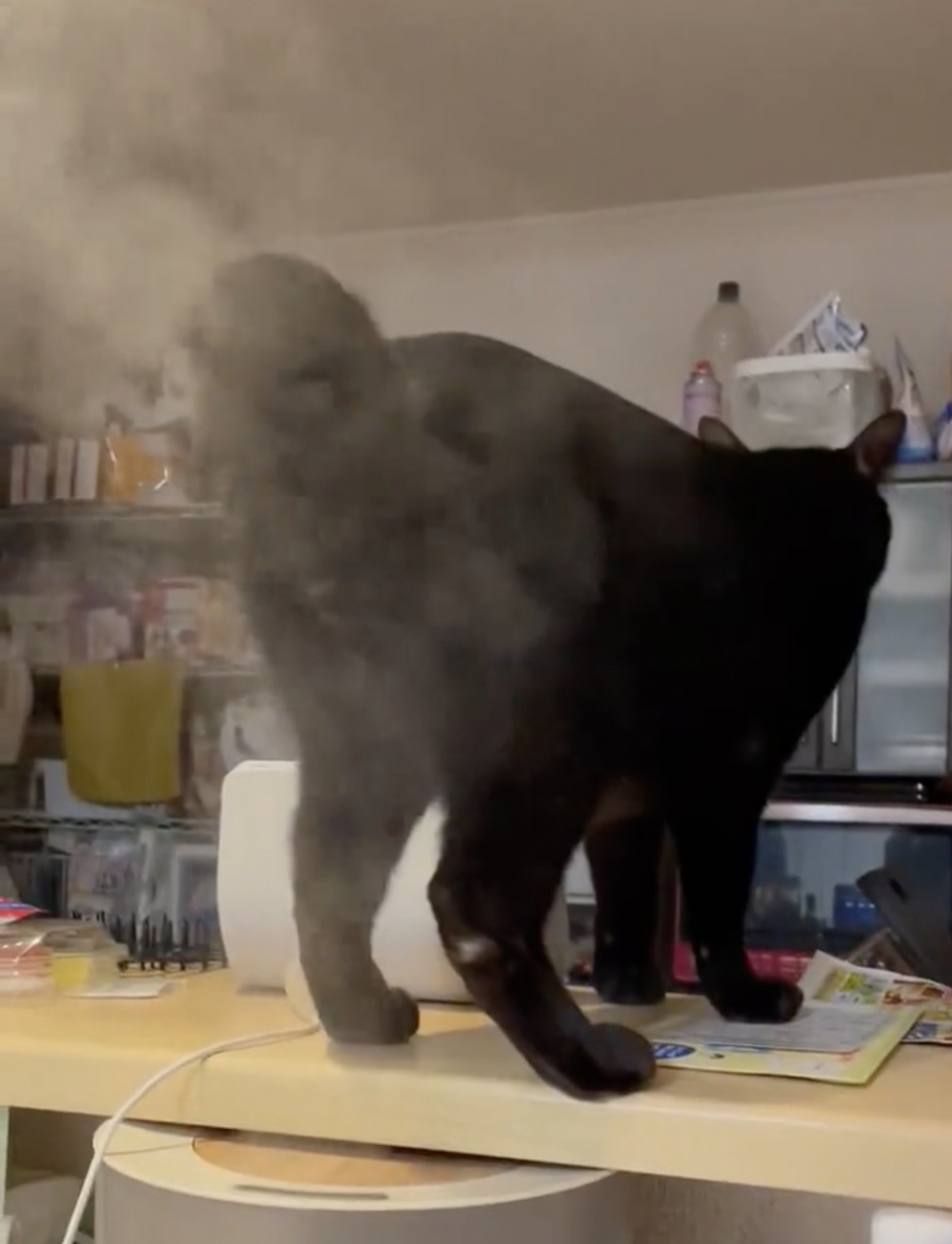 喵：什麼啦！！這是加濕器的水霧欸～