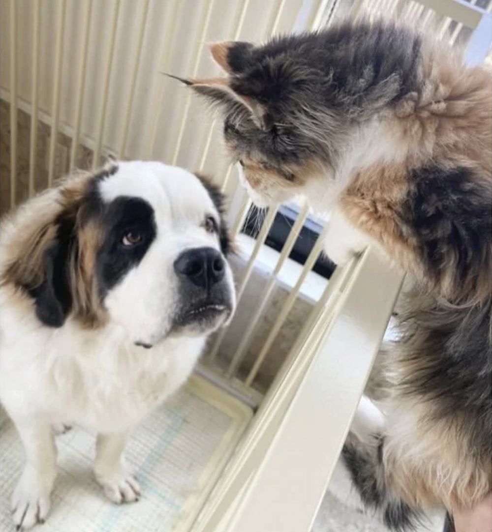 汪：有你的陪伴真好