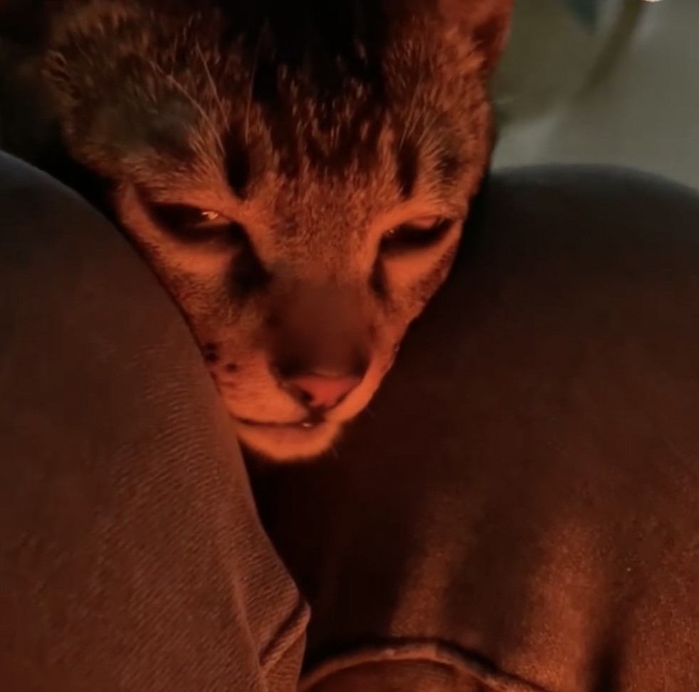 喵:有那麼好笑嗎?