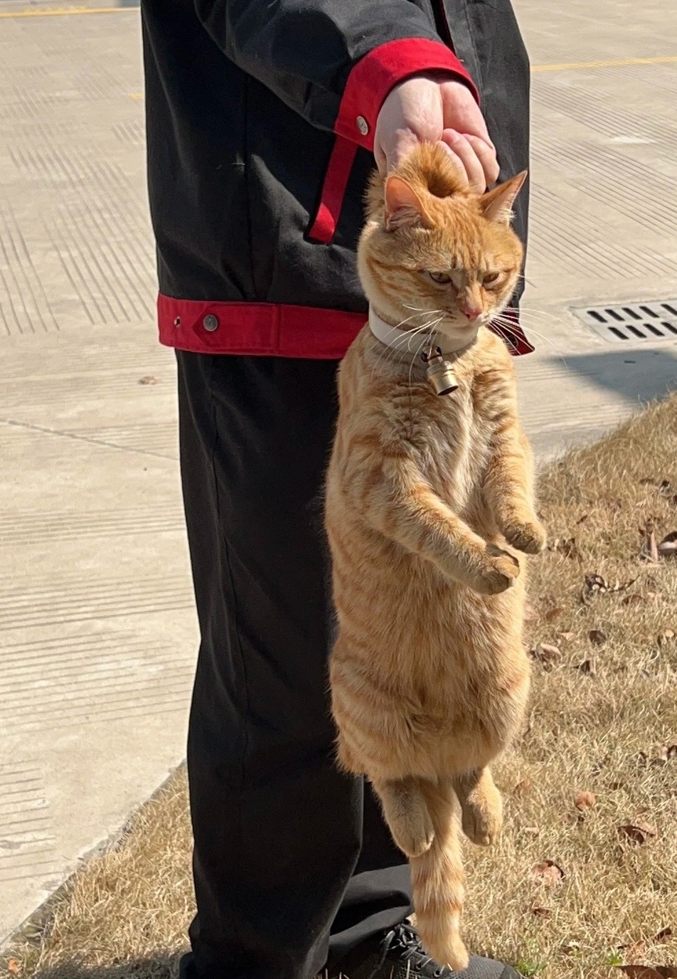 喵：朕沒幹壞事啊！