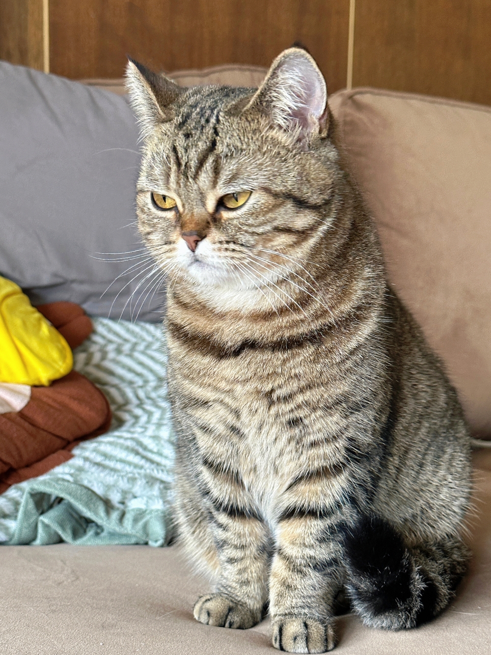 奴才：什麼？你怎麼那麼難明白啊