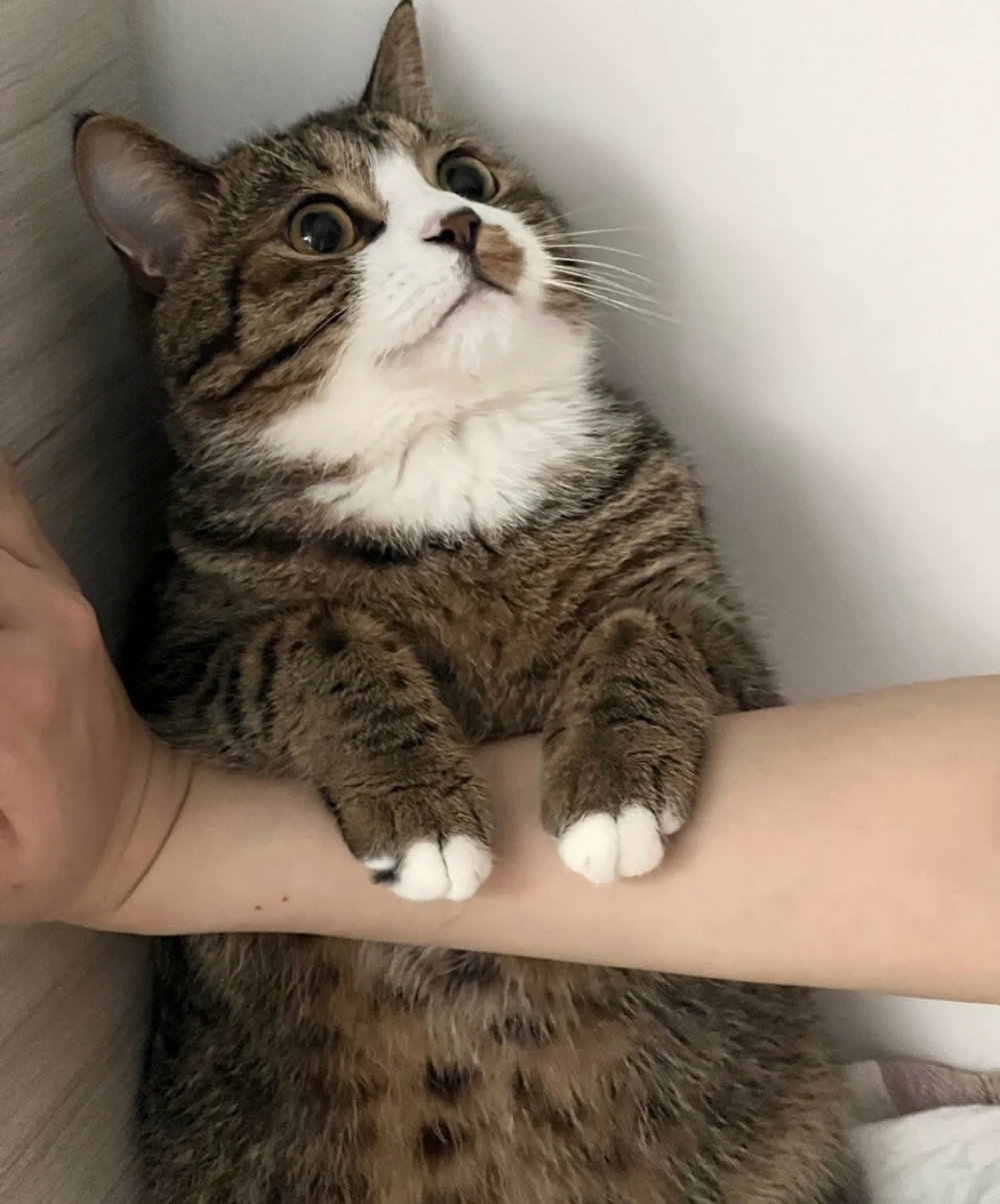 喵：奴才別這麼兇嘛（眼神助攻中...