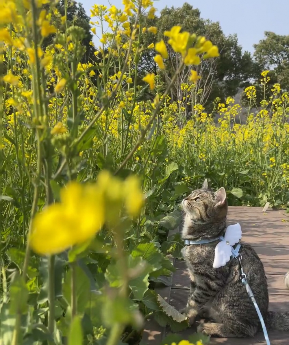 奴才：多看綠色的植物對眼睛好啊