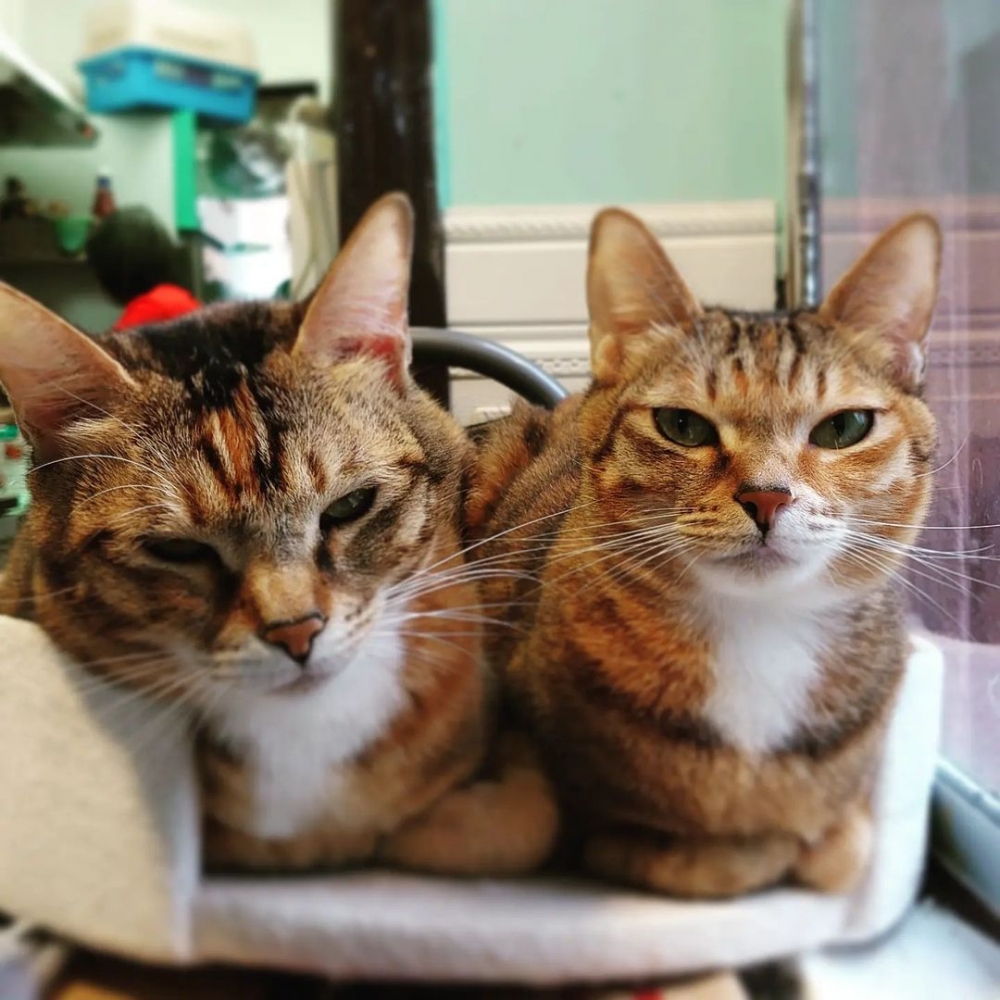 Meowcastle 貓喵堡