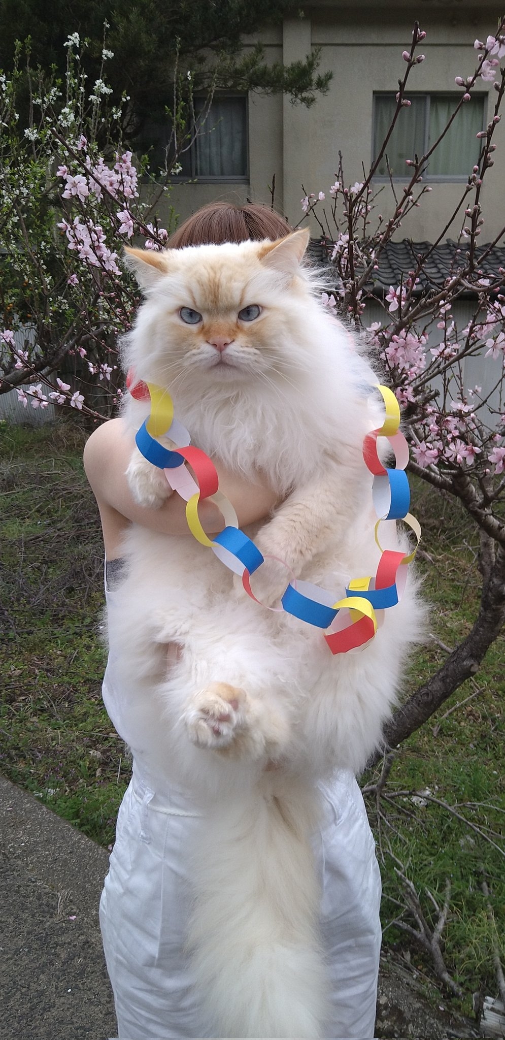 喵:真的嗎?那還差不多