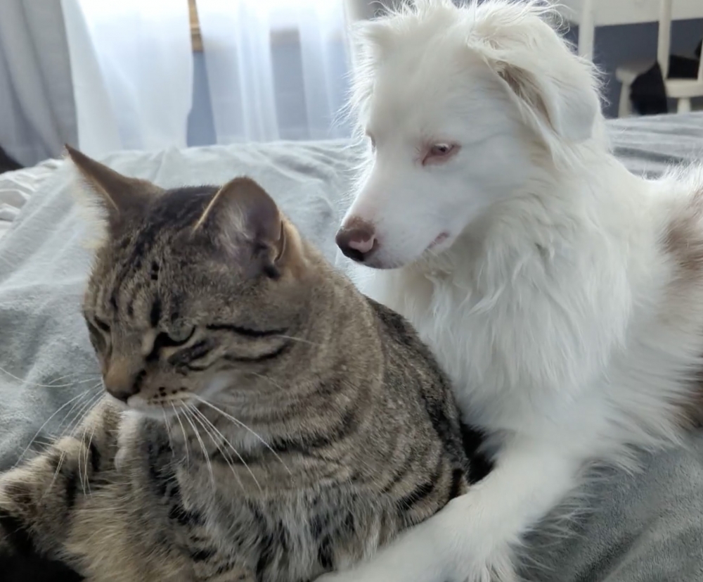 喵：看你這麼誠懇，這次就原諒你了