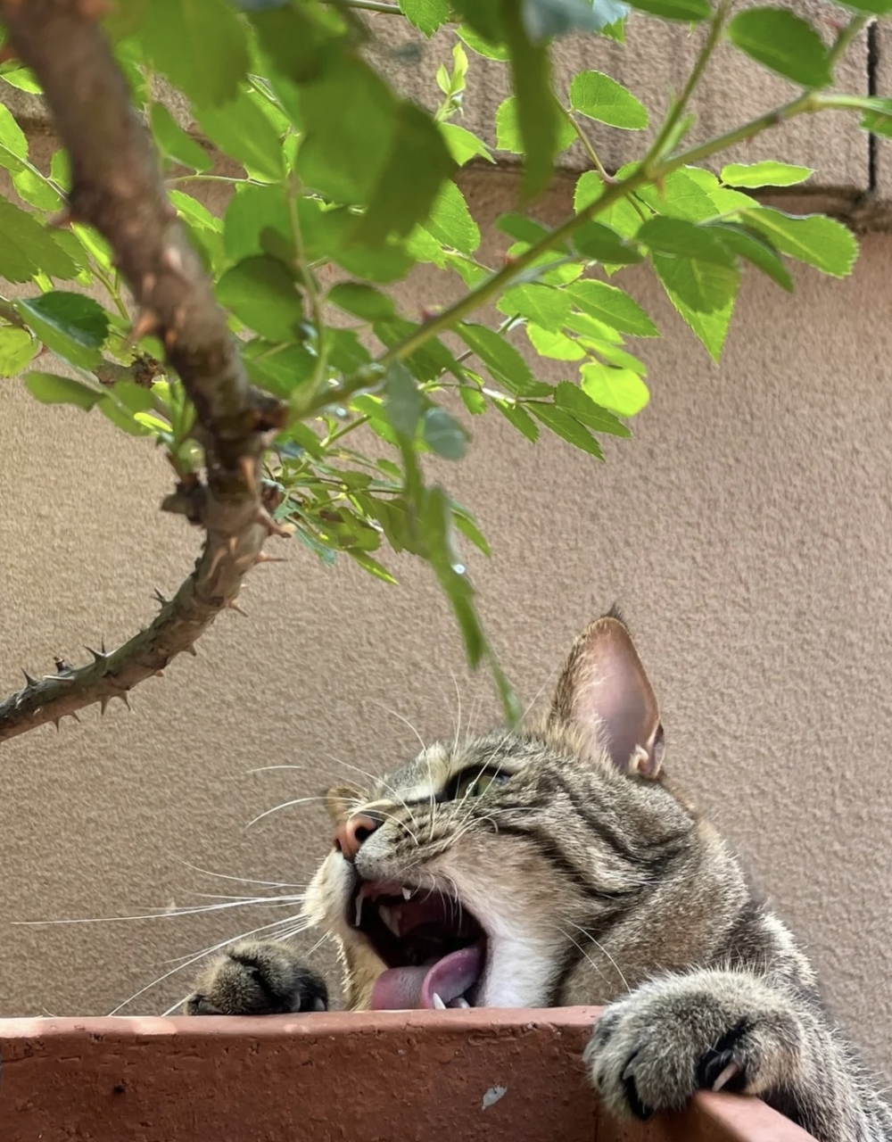 奴才：你也是活該囉 