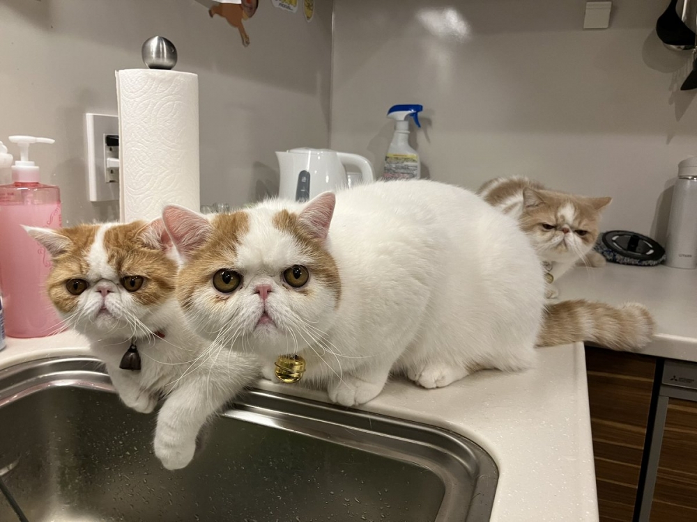 奴才：我才剛準備好欸