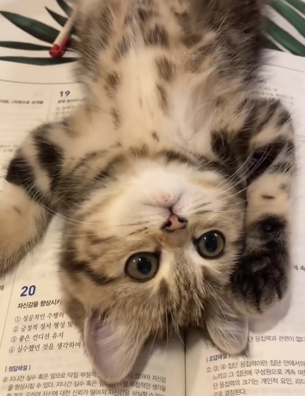 奴才：別以為撒嬌就不趕你走了