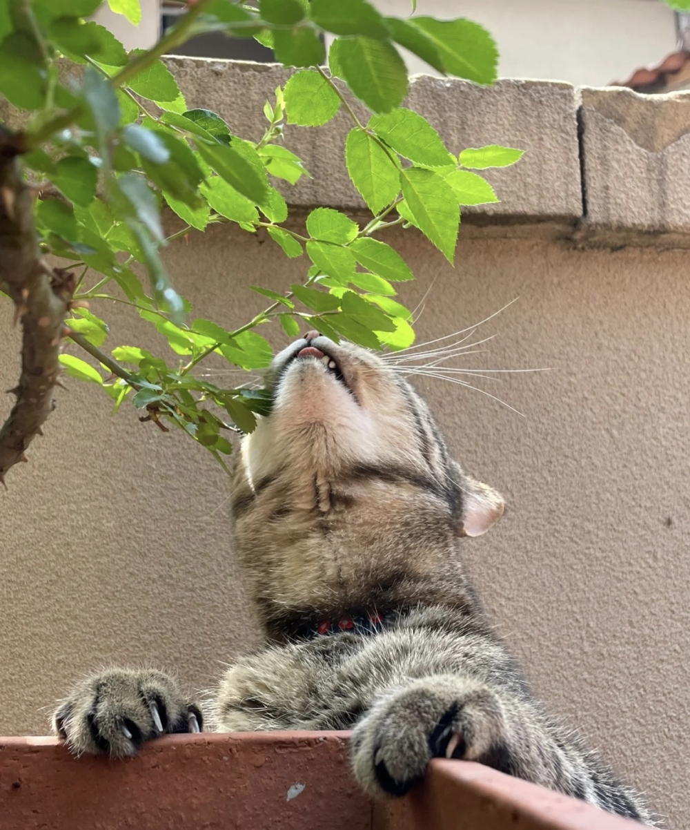 奴才：這個不能吃啦！