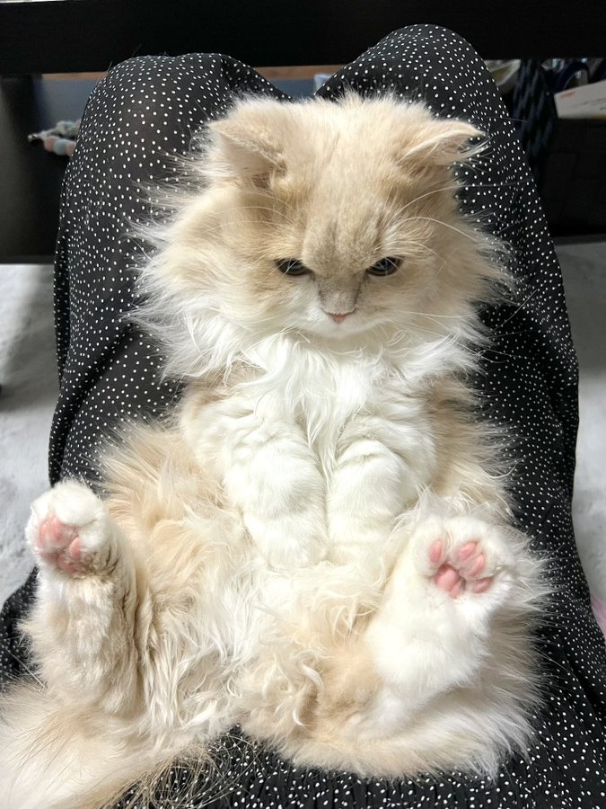 奴才：我知道，但是沒辦法啊