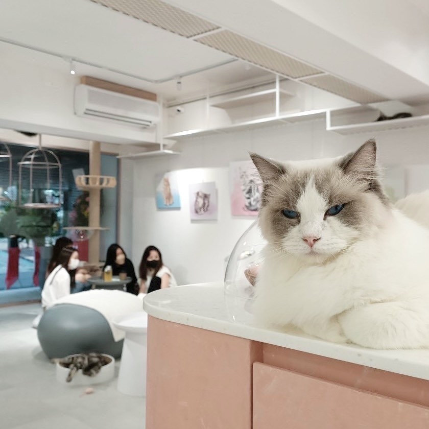 紅玥緬因貓藝廊 Red Moon Mainecoon Gallery