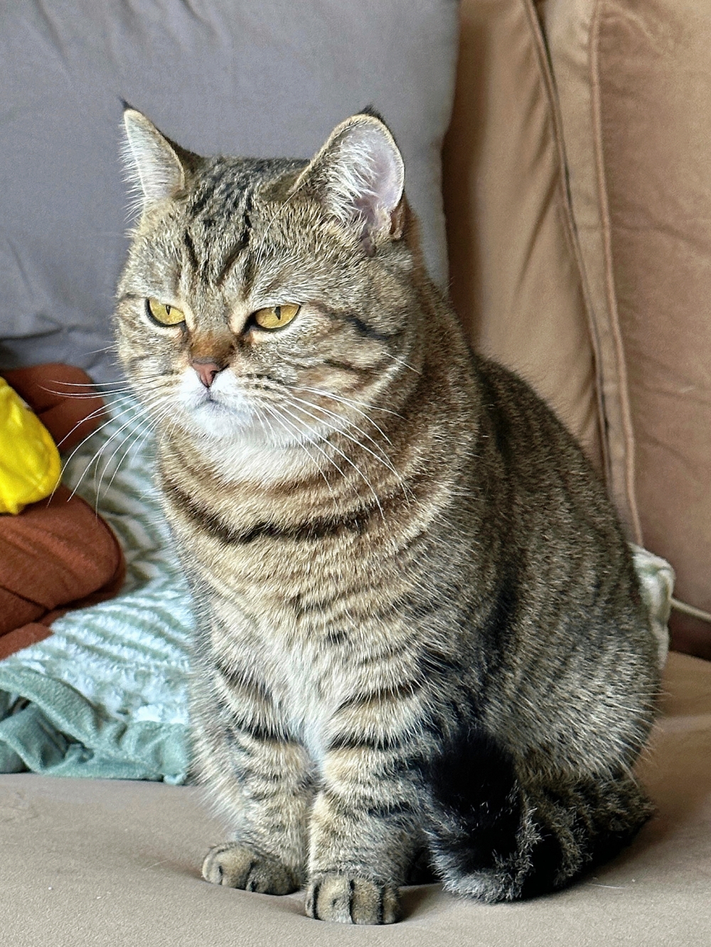 奴才：確實是要用心琢磨一下了