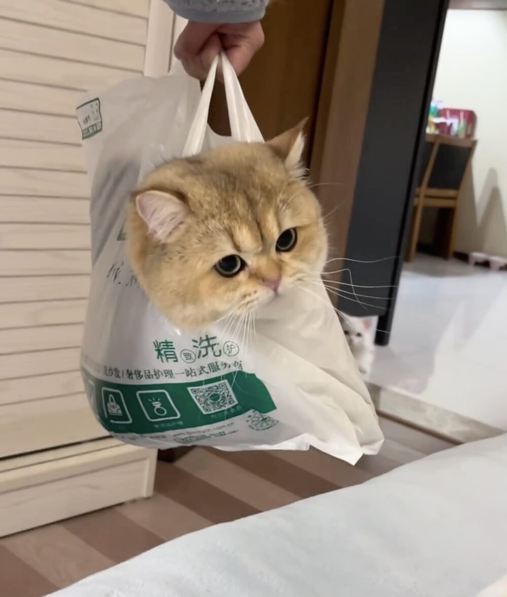 喵：原來是朕錯怪奴才了