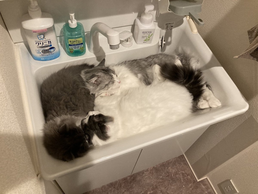 奴才:這樣不覺得熱嗎?