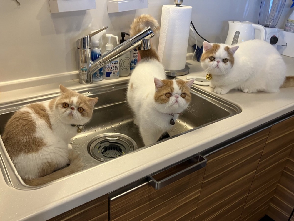 奴才：吃飯時間也還沒到啊～