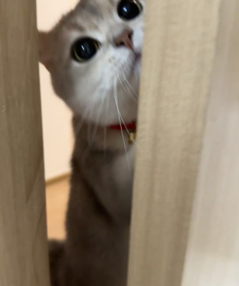 奴才：你是霸總小說看多了吧！