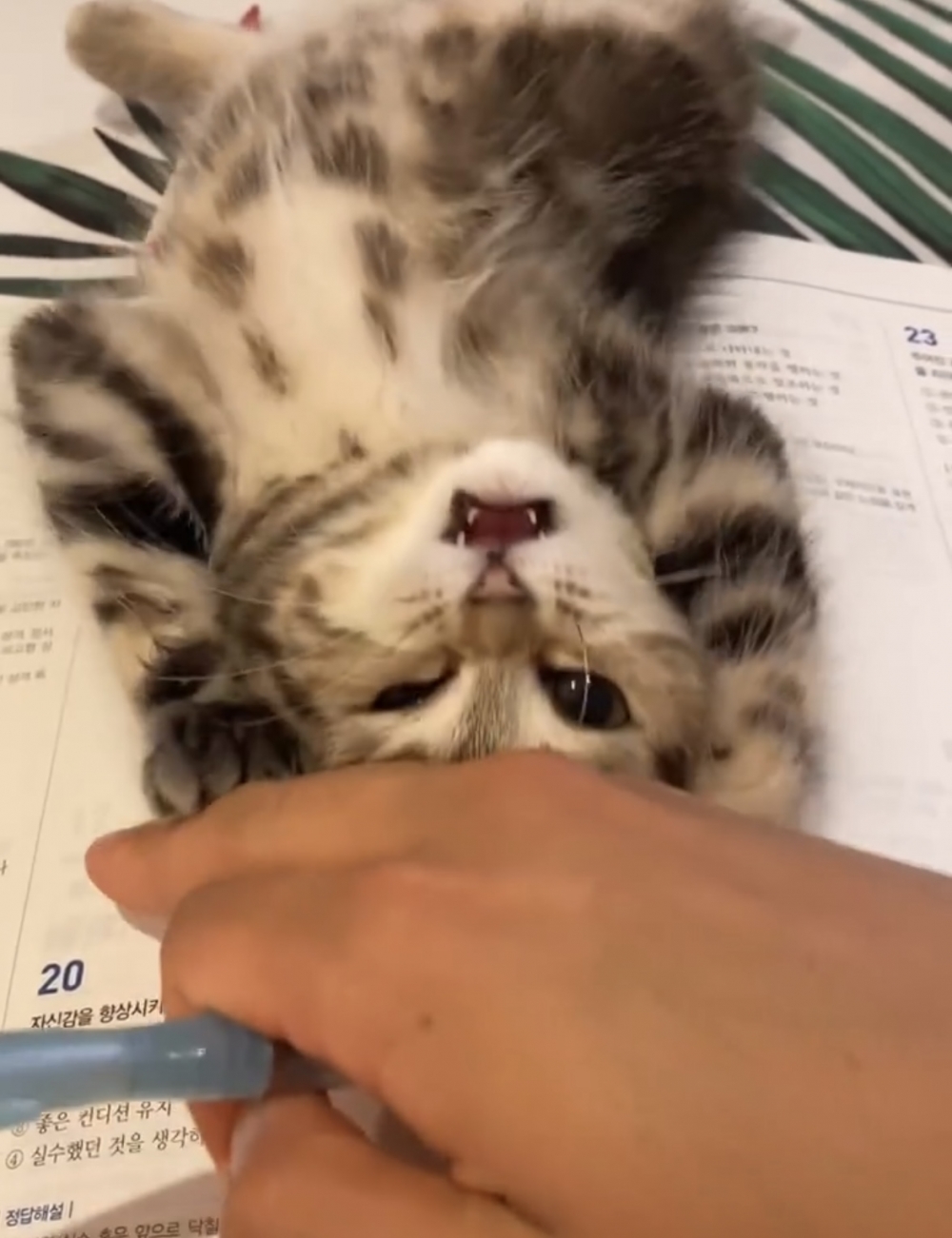 奴才：我快寫不完作業了啦