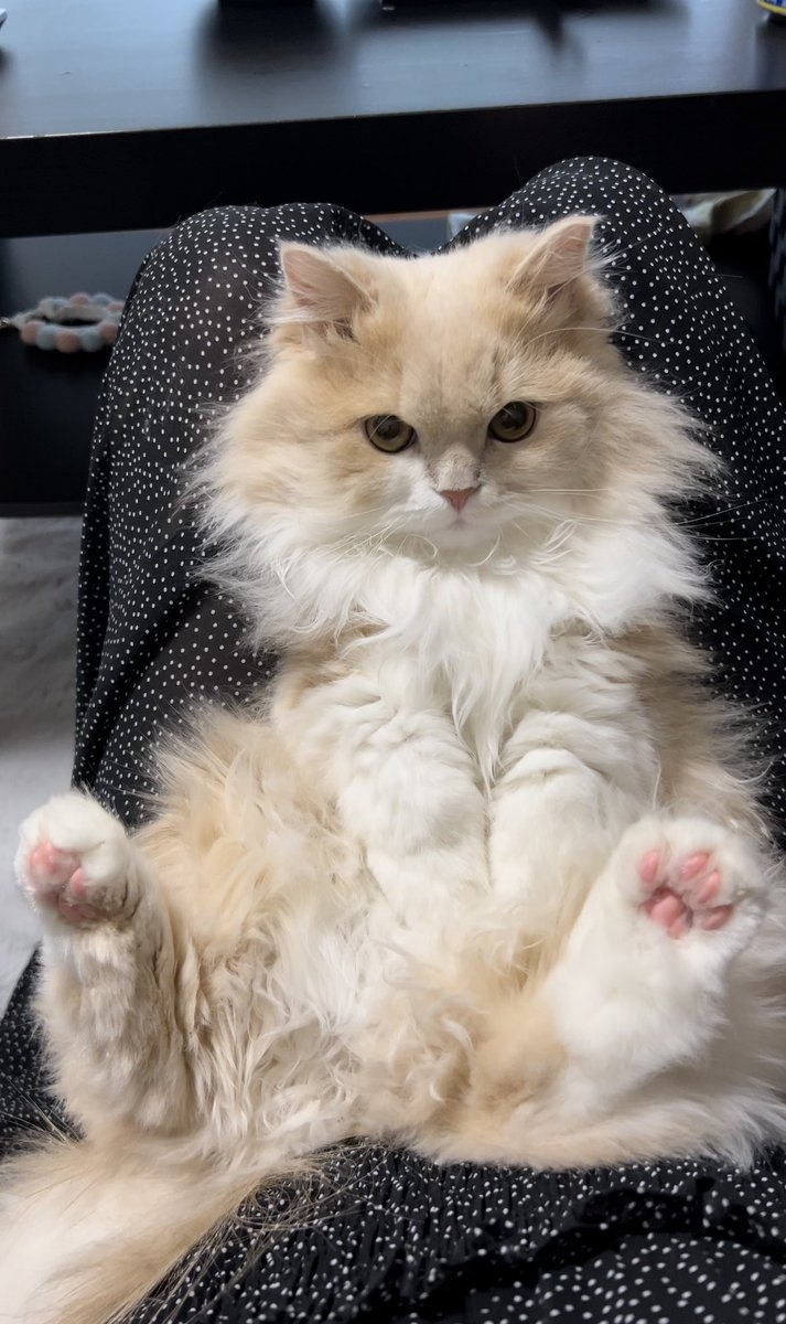 奴才：現在高興了吧