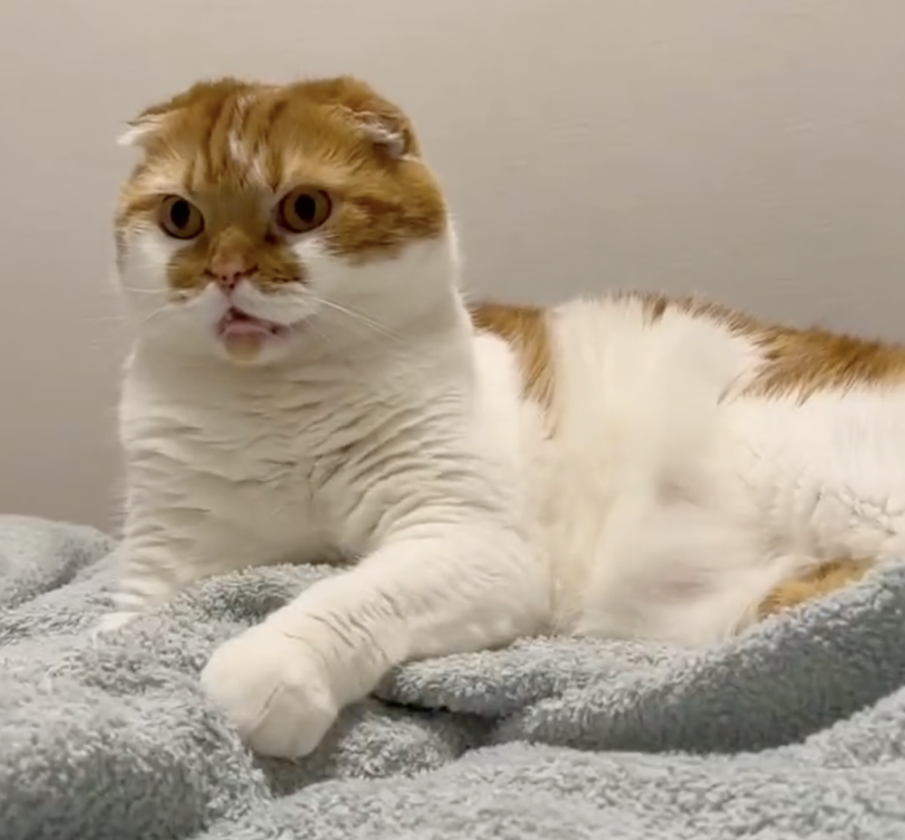 奴才：我會受不了你的撒嬌捏！ 