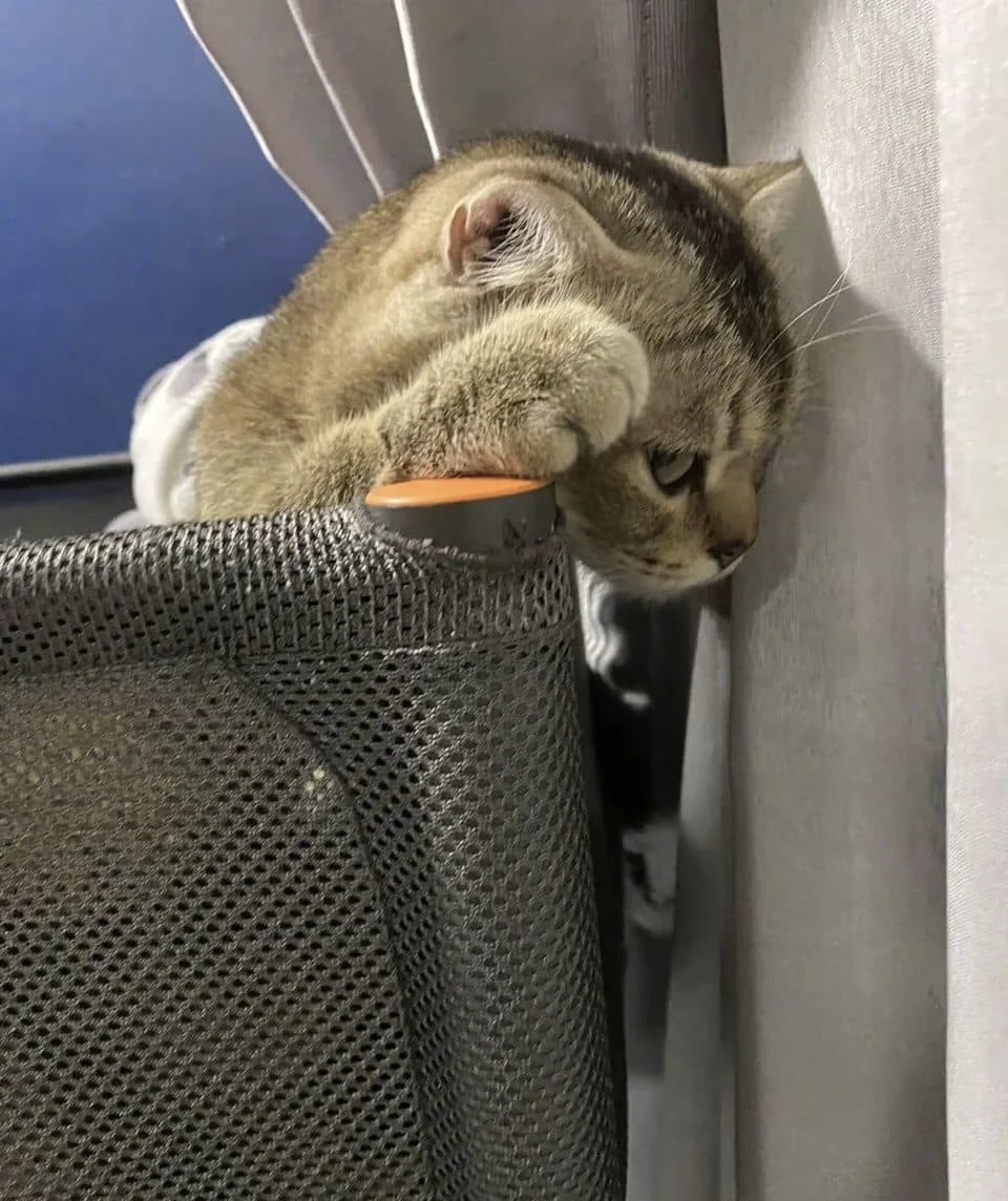 奴才：我已經跟你說過很多次了 