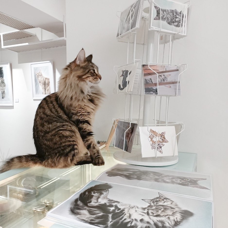 紅玥緬因貓藝廊 Red Moon Mainecoon Gallery