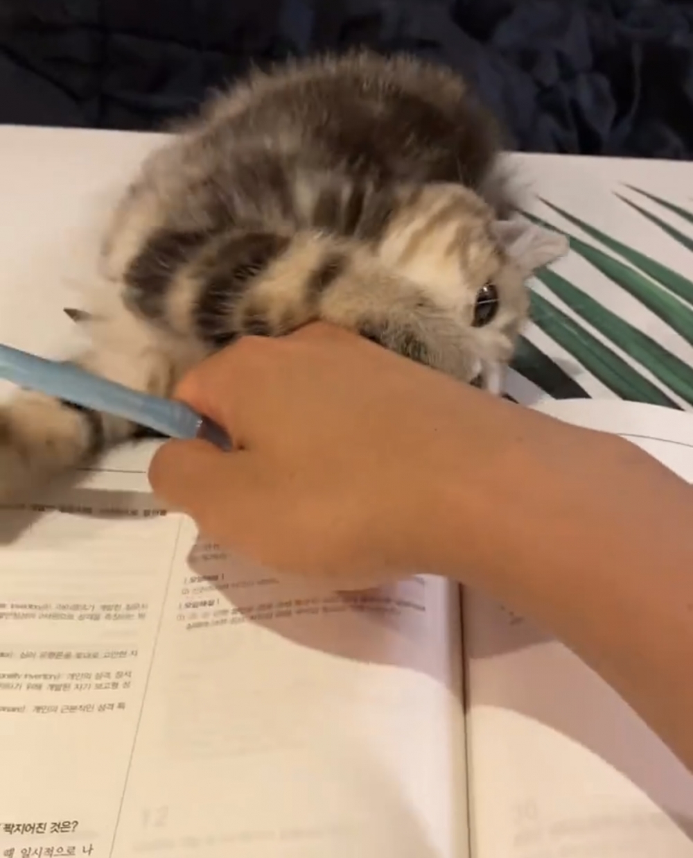 奴才：我寫不完作業也會很可憐噠